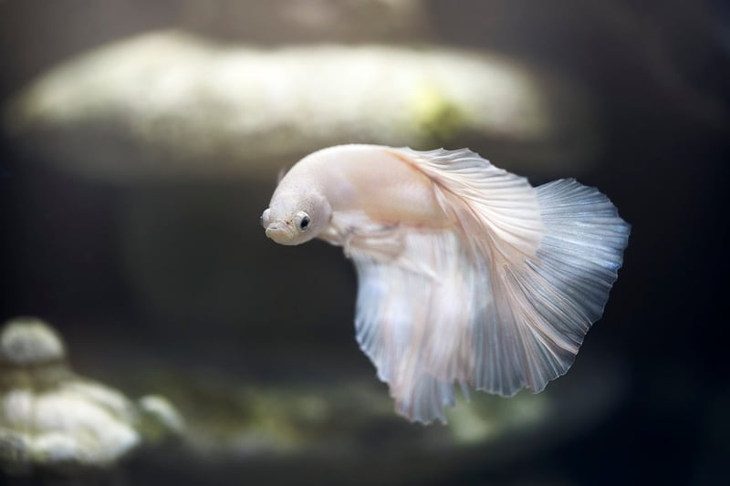 Colorful Fish